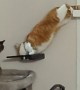 Orange Cat's Brain Cell Works Overtime
