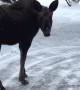 Knock Knock Moose
