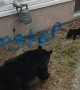 Momma Bear and Tiny Cubs Try to Navigate Neighborhood