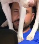 Dog Wants to Sit on Dad's Head Working From Home