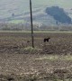 Mama Bear and Cub Wander Through Field