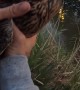 Guy Rescues a Duck That Tried to Eat Fishing Bait