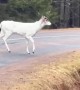White Deer Spotted on Roadway