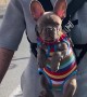 Woman Wears Her Frenchie Puppy for Walk