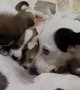 Dog Gets Excited Sucking on Another Dog