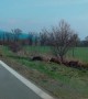Pack of Wild Boars running across a road