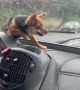 Dog Wants To Catch The Wipers