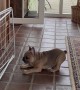French Bulldog Puppy Goes Toe-to-Toe With Drying Rack