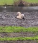 Golden Retriever enjoys messy adventures in the mud