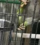 Bird Opens His Own Cage