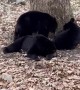 Bear Cubs Relax Under Tree