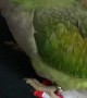 Parrot Gets Cranky and Barks like a Dog