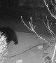 Bear Makes Itself At Home In Backyard