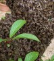 Honey Bee Swarm In The Garden