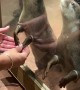 Holding Hands With Otters at the Dubai Aquarium
