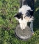 Border Collie's Frisbee Tennis Ball Conundrum
