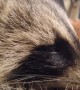 Raccoon Purrs While Cuddling With Caretaker