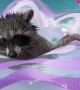 Raccoon Plays With Pool Floatie