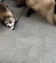 Cat Gives Chase to Toy-Stealing Ferret