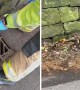 Firefighters rescue 7 ducklings from storm drain   