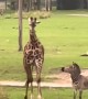 Playful tiny zebra has a blast playing with tall giraffe 