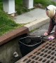 Police rescue 10 ducklings from storm drain