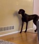 Great Dane hilariously turns on stealth mode