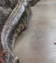Giant Burmese python is a jaw-dropping 20 feet long!
