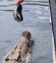 Man captures jaw-dropping footage of the largest crocodile