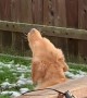 Firetruck siren sends Golden Retriever into howling frenzy