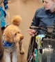 Service dog flawlessly performs duties at grocery store