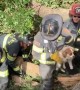 Firefighters rescue trapped dog after tree collapse