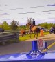 State Police help rescue cow on a highway