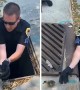 Police officer rescues ducklings from storm drain