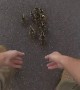 Police stop traffic to help ducklings cross road