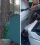 Police rescue curious bear trapped inside car