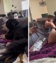 Snackish dog adorably tries to get owner\'s attention