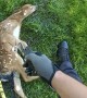 Police rescue fawn tangled in backyard soccer net