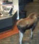 Moose helps itself to popcorn at Alaska movie theater