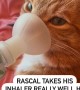 Cat takes his inhaler like a champ