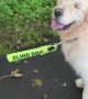 Pup successfully leads blind dog on a leash