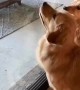 Bug-chaser dogs get totally bamboozled by pesky fly 