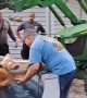 Firefighters rescue horse from pool in Florida