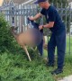 Wedged deer rescued from bars of metal fence