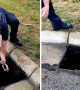 Firefighters rescue ducklings from storm drain