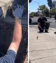 Firefighters rescue ducklings from storm drain