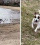 Jack Russell goes on an epic bird-chasing adventure