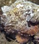 Octopus Disguises Itself As Seashell