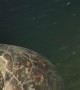 Turtle Attacks Diver's Camera