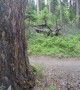 New Family Encounter Black Bear On Trail